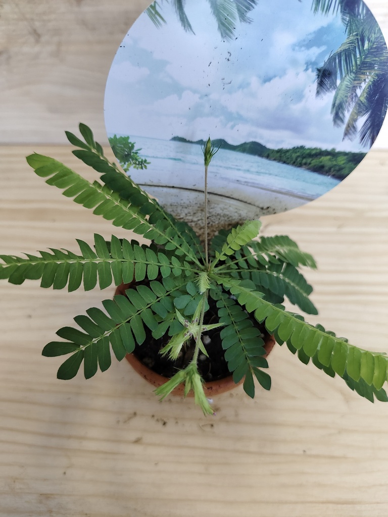 Biophytum sensitivum
