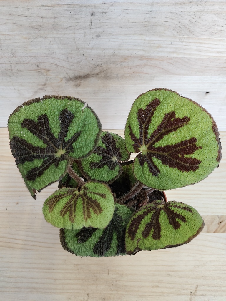 Begonia masoniana rock