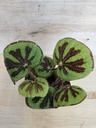 Begonia masoniana rock