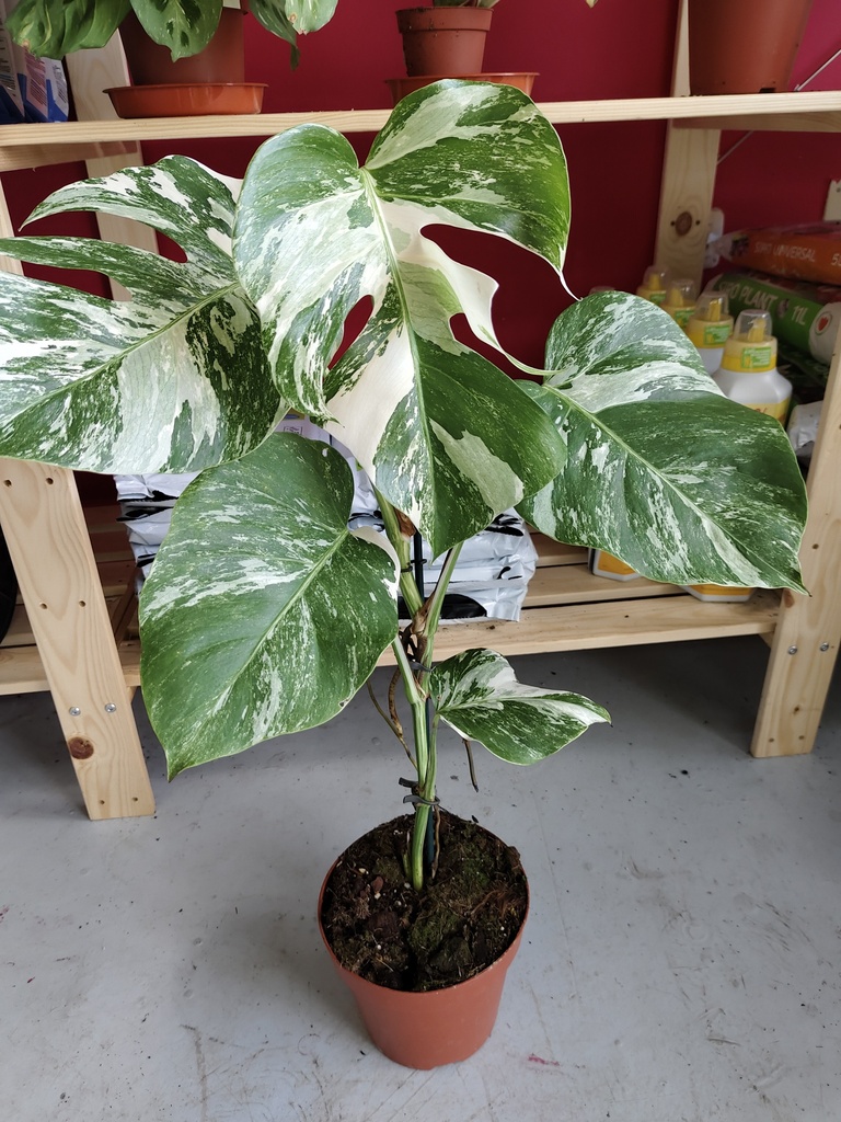 Monstera variegata