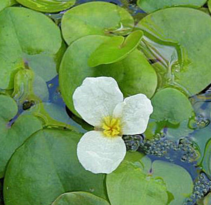 Hydrocharis moráis ranae