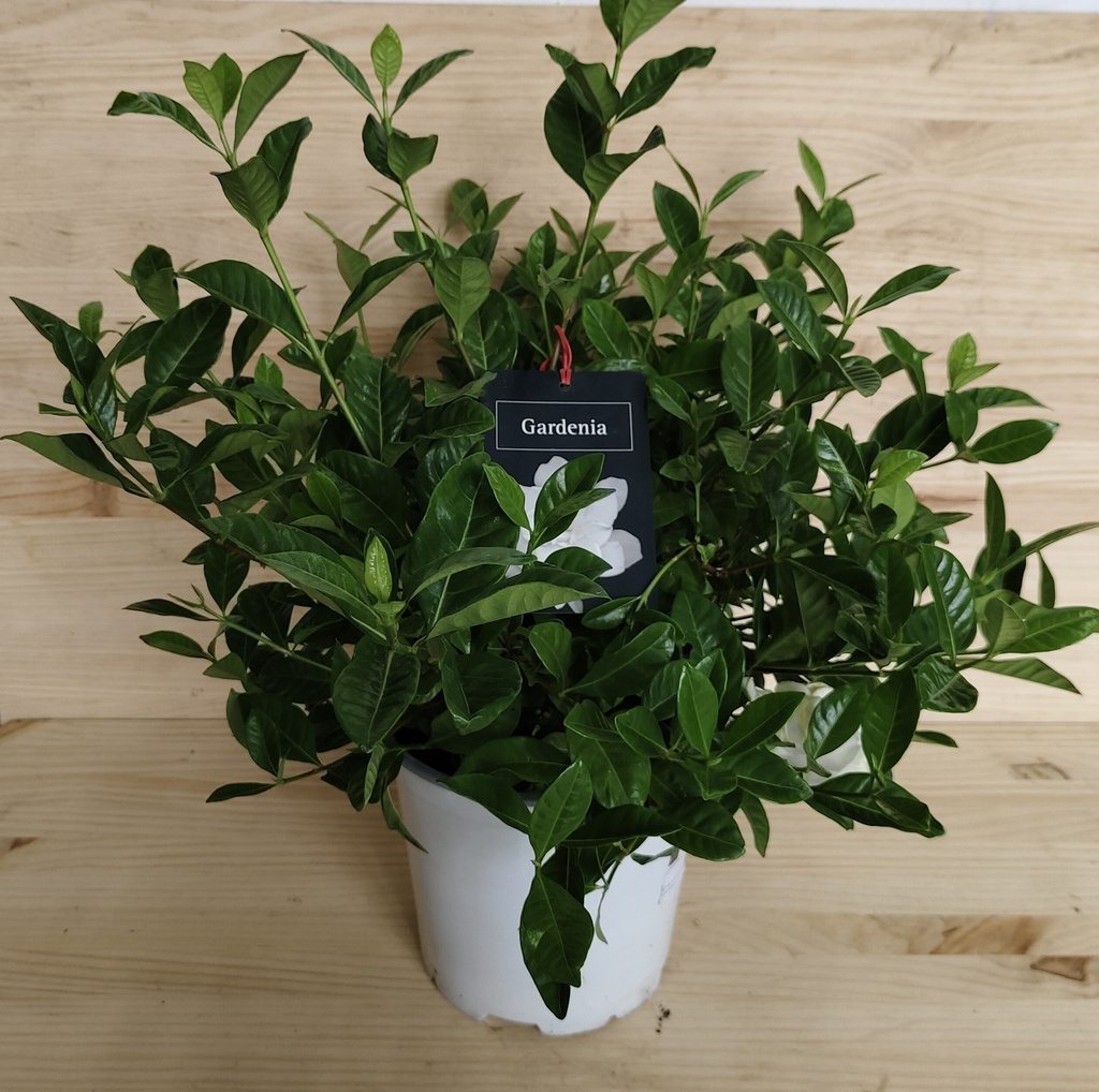 Gardenia