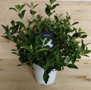 Gardenia