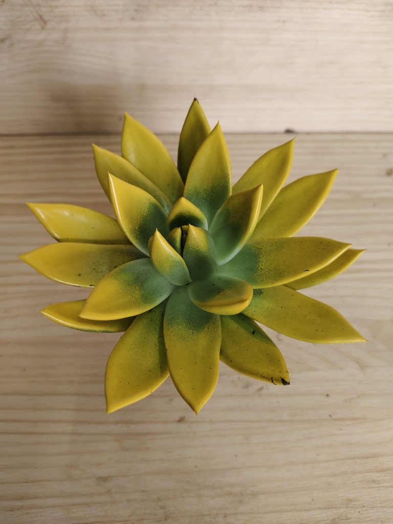 Echeveria miranda amarilla