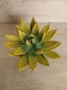 Echeveria miranda amarilla