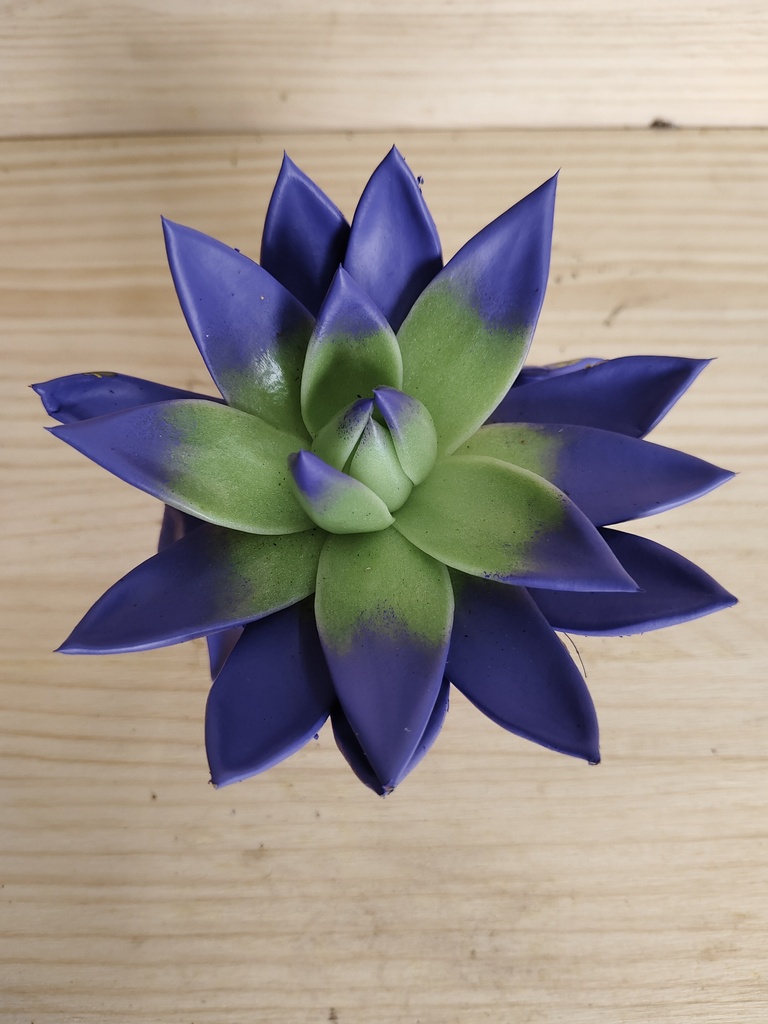 Echeveria miranda morada