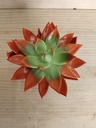 Echeveria miranda naranja