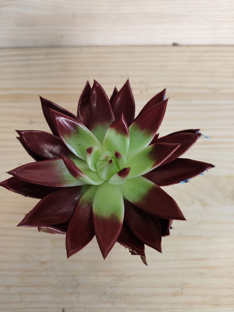 Echeveria miranda granate