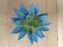 Echeveria miranda azul