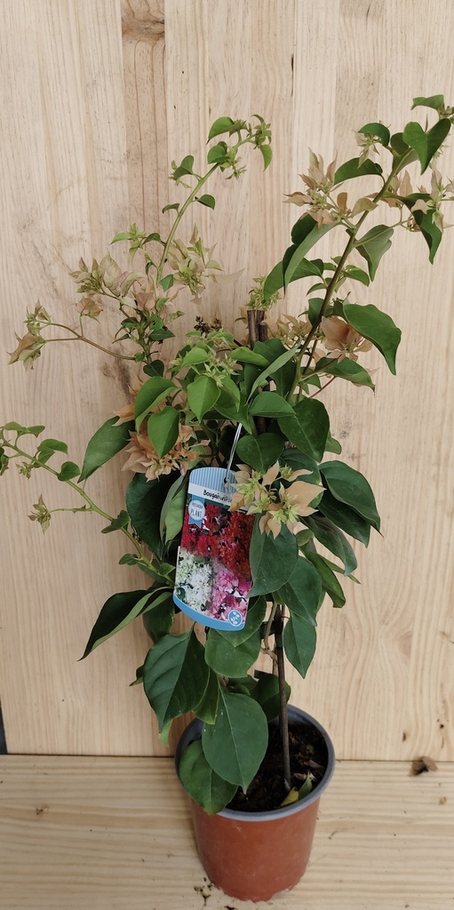 Bougainvillea flor doble melocotón