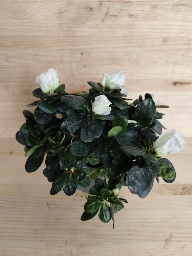Azalea blanca