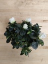 Azalea blanca