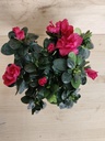 Azalea roja