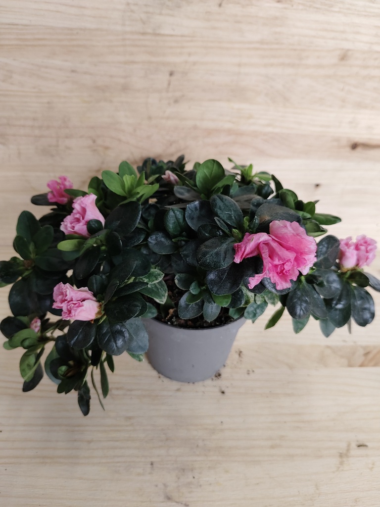 Azalea rosa