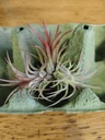 Tillandsia ionantha clumb red