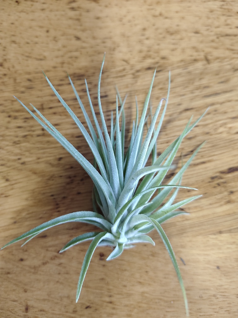 Tillandsia Kammi
