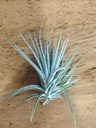 Tillandsia Kammi