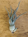 Tillandsia Pruinosa