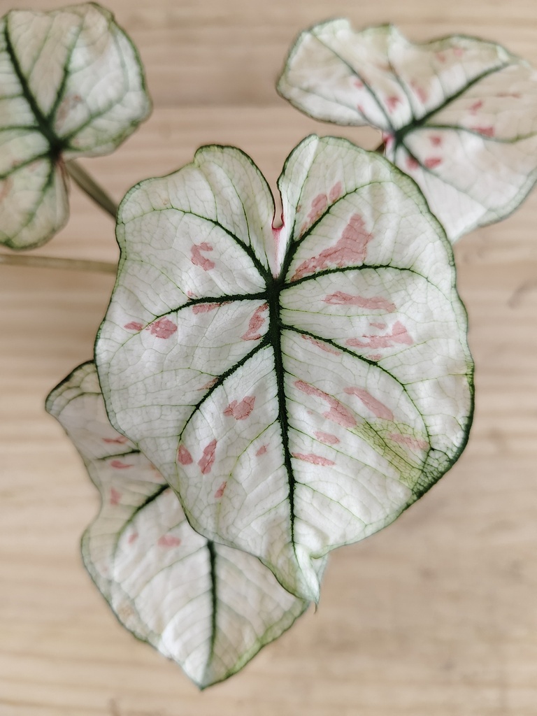 Caladium mini