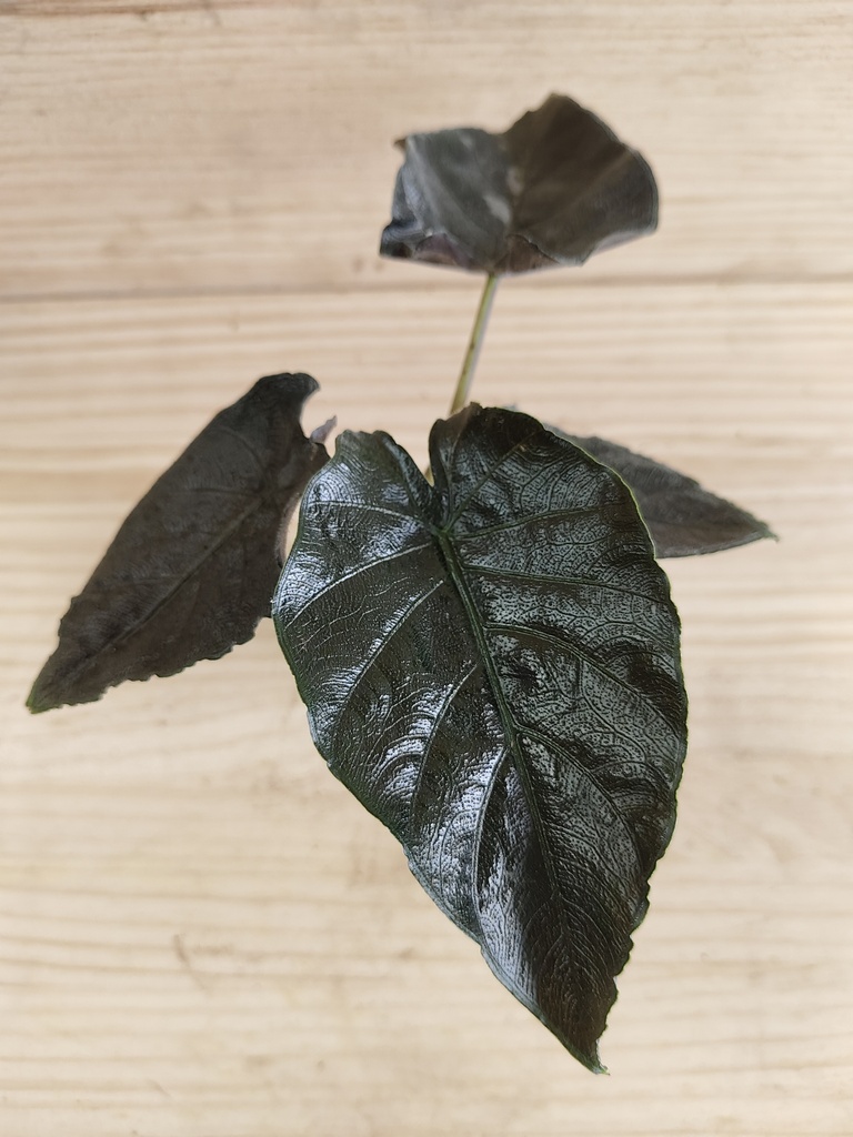 Alocasia antoro velvet