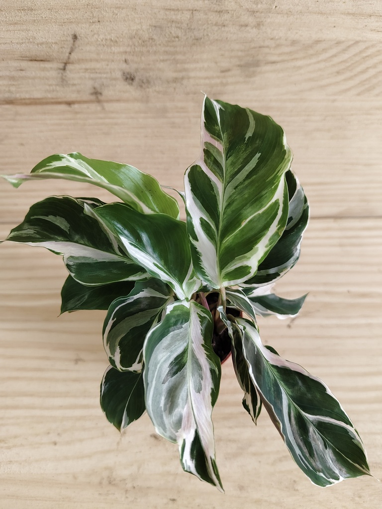Calathea fusión white
