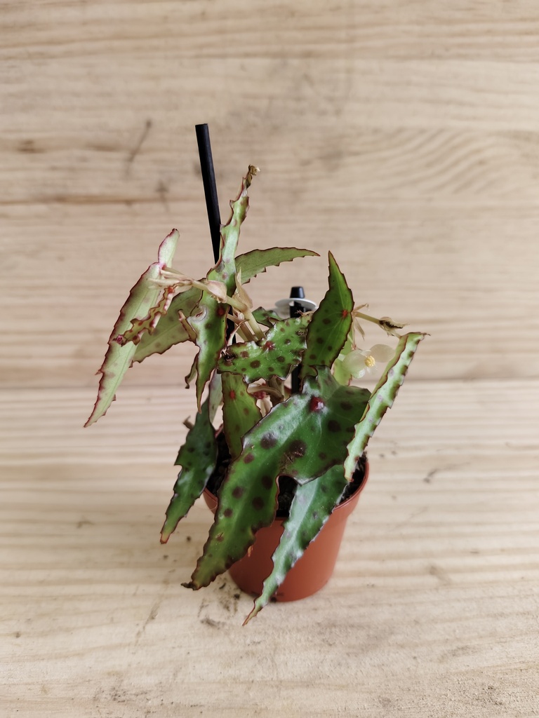 Begonia rex foliage