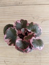 Saxifraga stolonifera
