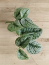 Scindapsus pictus trebie