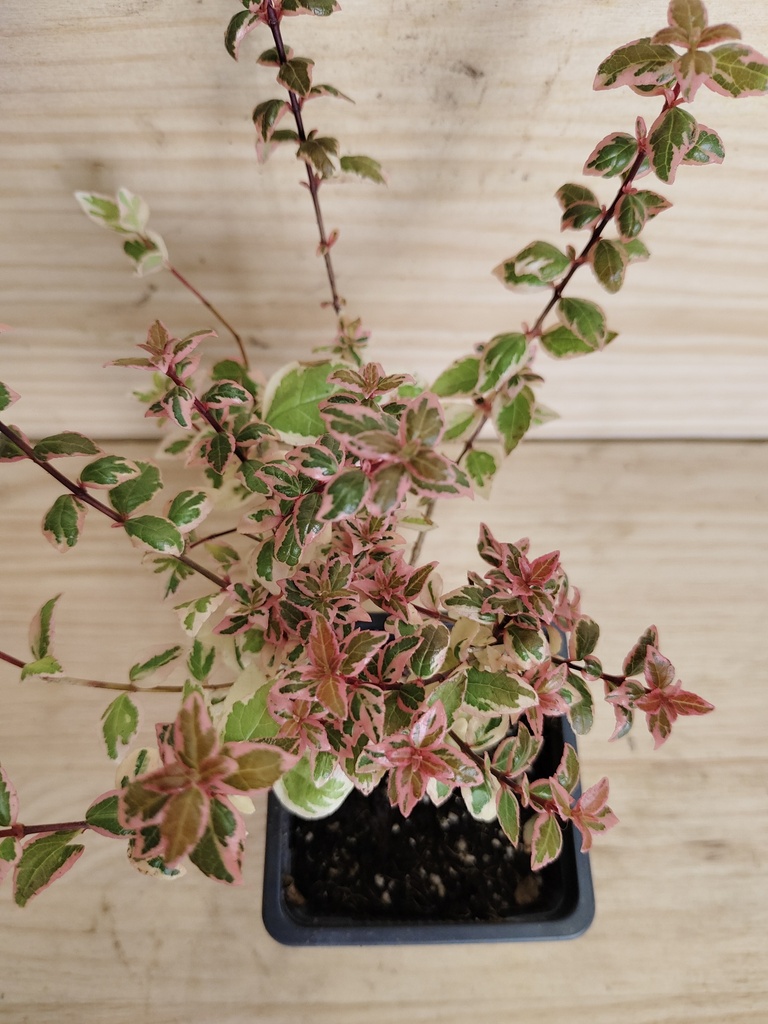 Abelia Magic Daydream