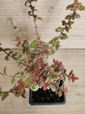 Abelia Magic Daydream