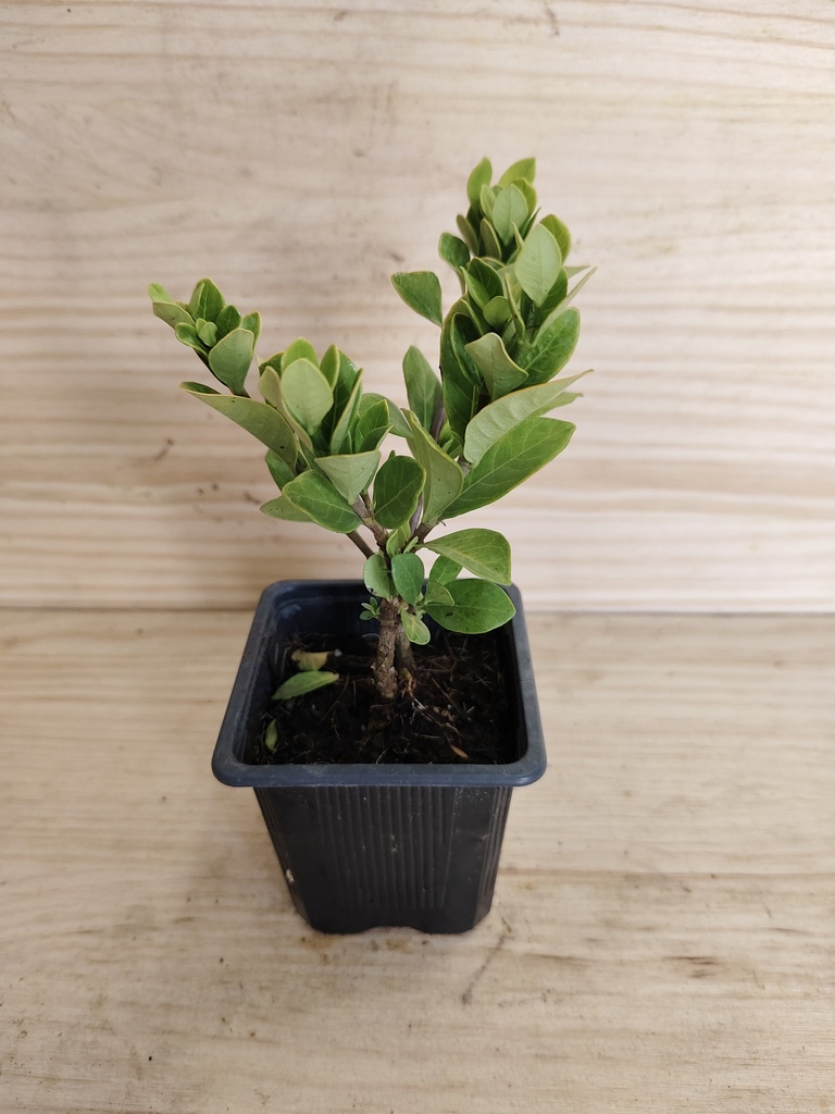 Gardenia Klaims Hardy