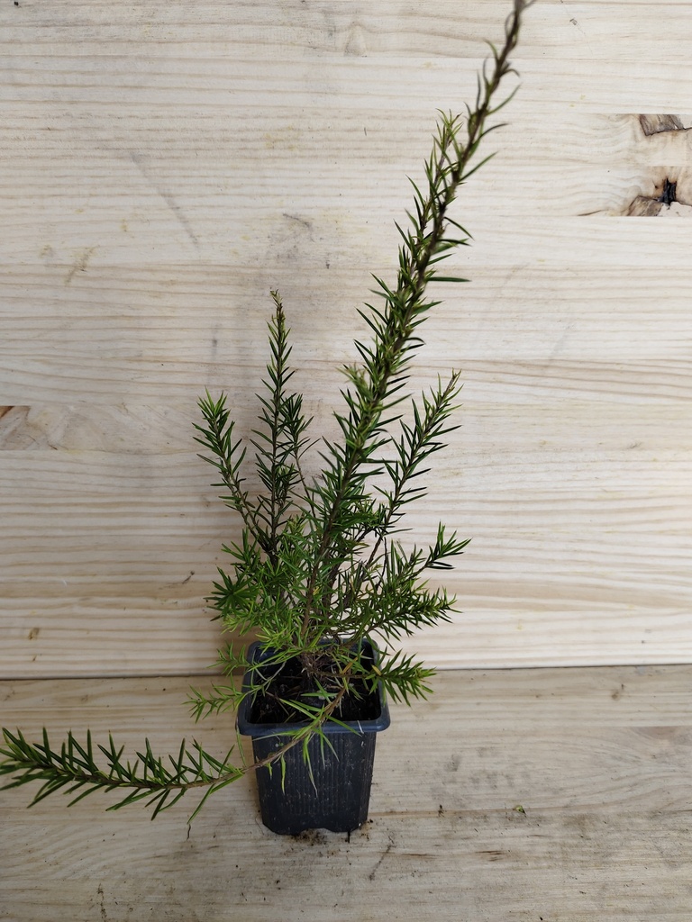 Grevillea juniperina