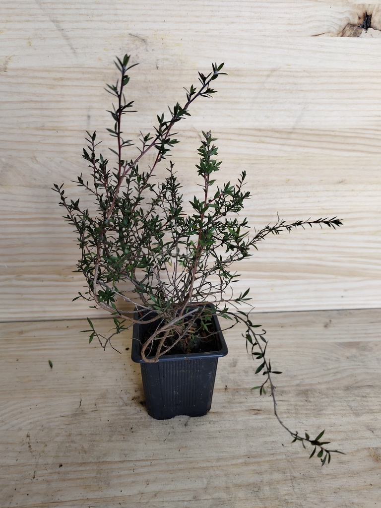 Leptospermum Ruby glow