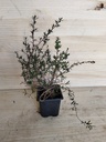 Leptospermum Ruby glow