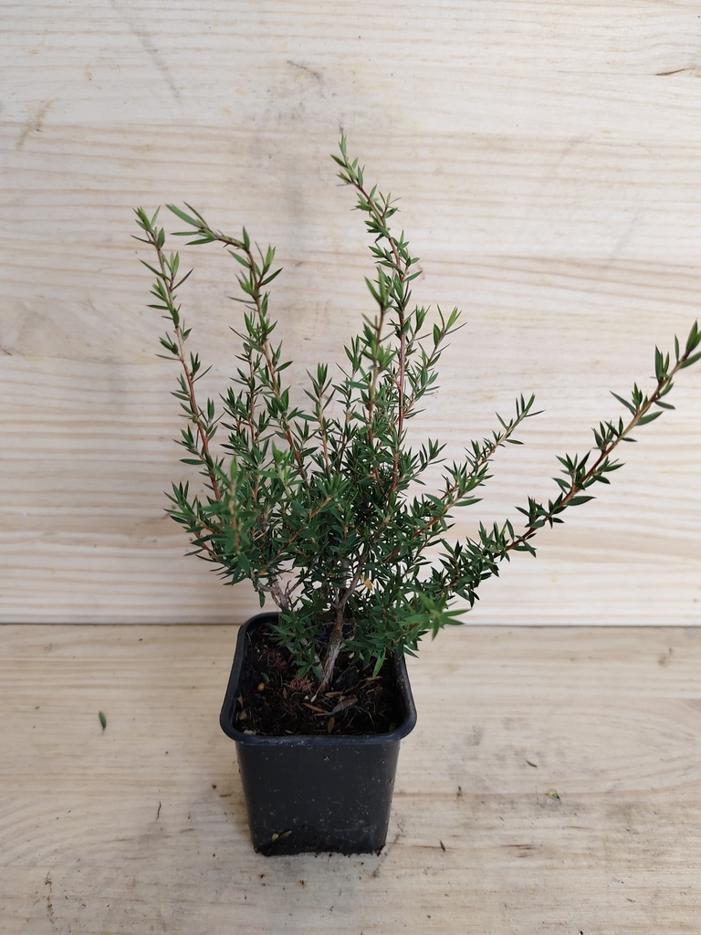 Leptospermum Leonard Wilson