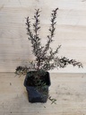 Leptospermum crimson glory
