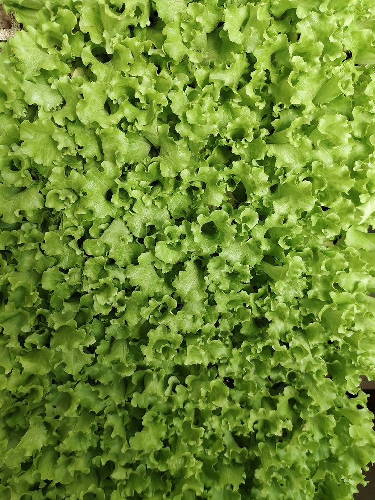 Lechuga rizada