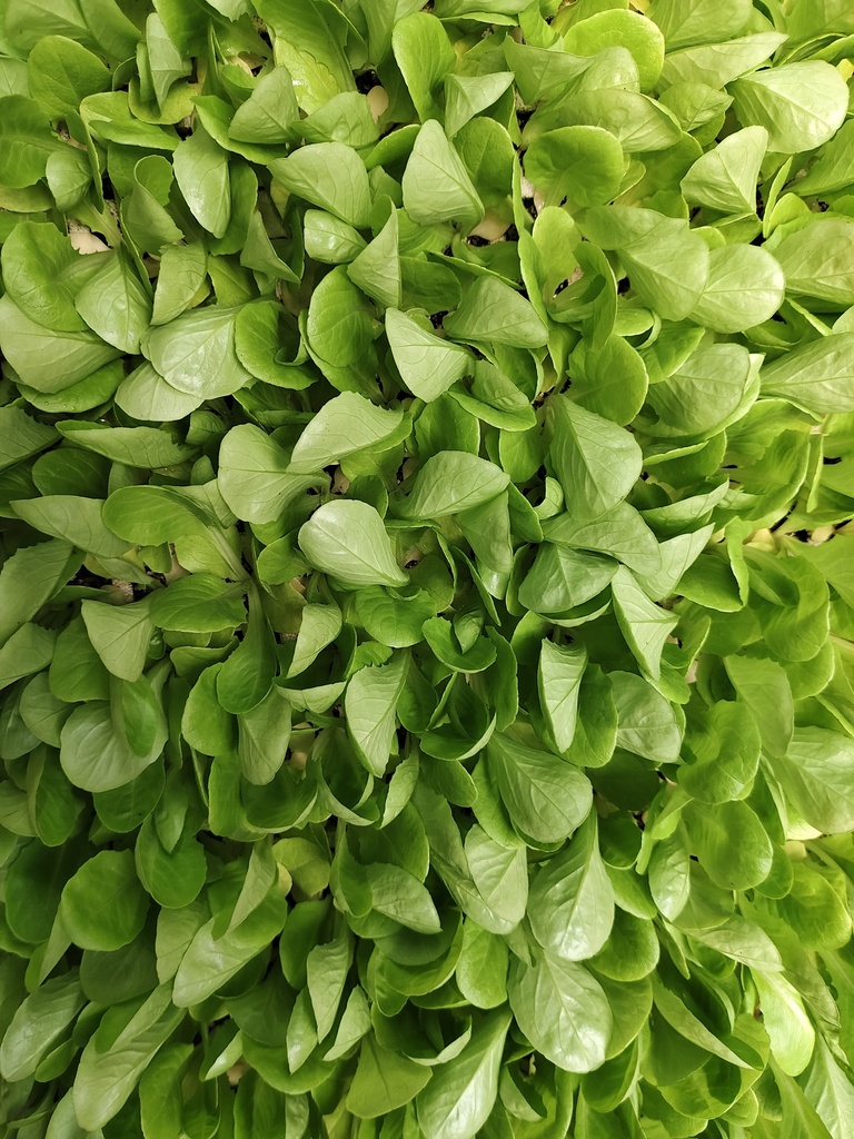 Lechuga lisa