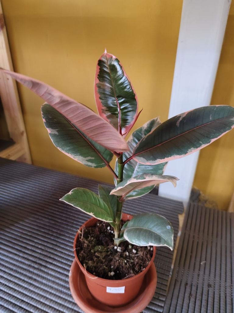 Ficus elastica Belize