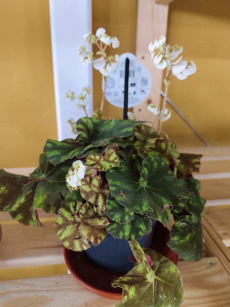 Begonia 2