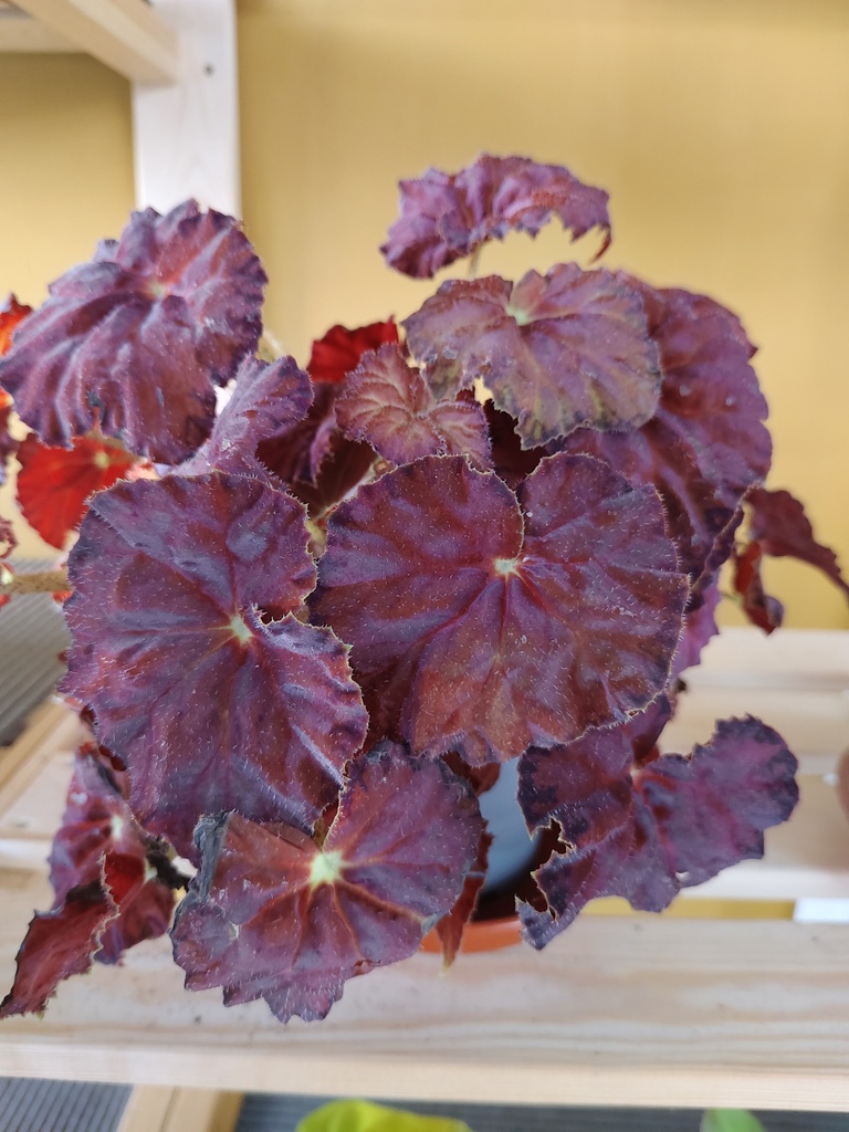 Begonia 3