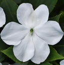 Impatiens Beacon white