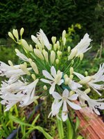 Agapanthus flor Blanca