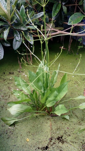 Alismago plantago. En maceta 9x9 cms.