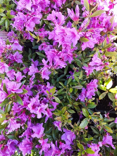Azaleza Japónica purple Splendor en maceta 9x9cm
