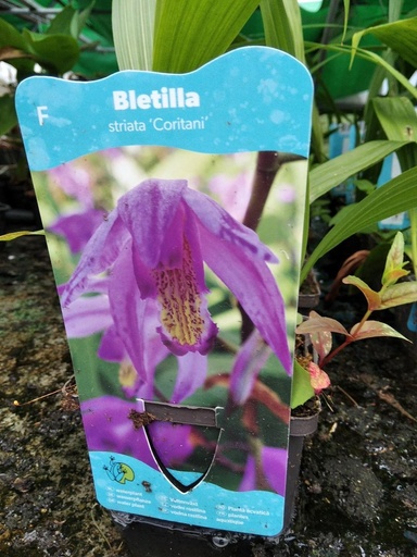 Bletilla Coritani, maceta 9x9cm