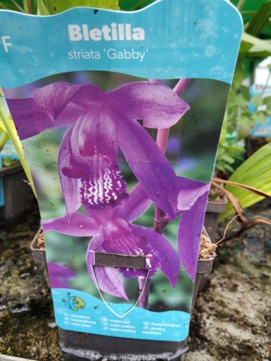 Bletilla Gabby, maceta 9x9cm