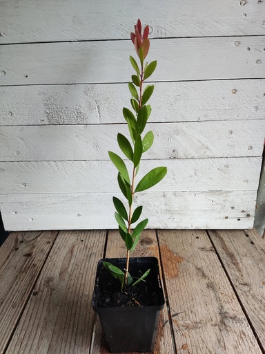 Callistemon Rosa, maceta 9x9cm