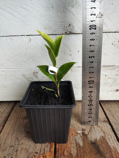 Camelia Alba Compacta. Flor Blanca doble. maceta 9x9cm