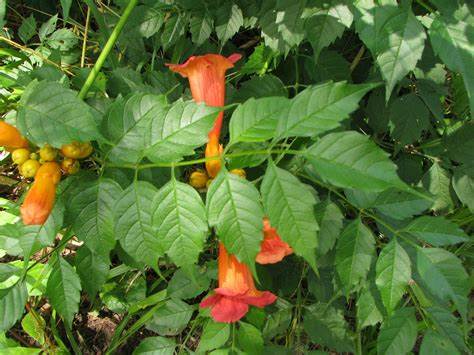 Campsis Radicans. Semillas 0,50 grs. sobre 60 semillas